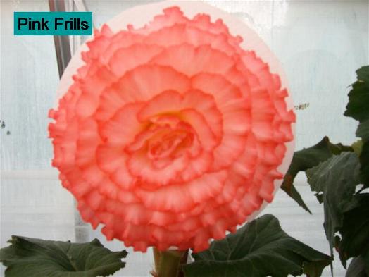 B. ‘Pink Frills’